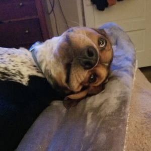 Meet your Posher, Dean